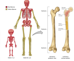 Ribs Bone Marrow Human: A Comprehensive Guide - 1