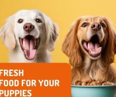 Top-Quality Fresh Food for Puppies – Available Now at Yodoggo - 1