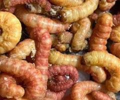 Premium Butter worms for Fish Bait and Trout Fishing at DougsBugz.com - 1