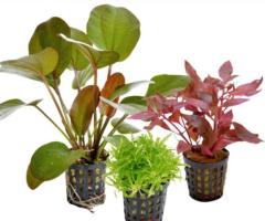 Tropical Aquarium Plants Uk - 1