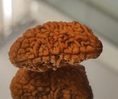 1 Mukhi Rudraksha - 1