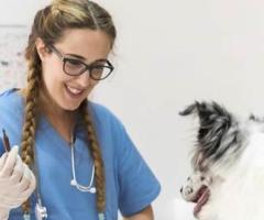 Dog Booster Vaccinations | Atlas Pet Hospital