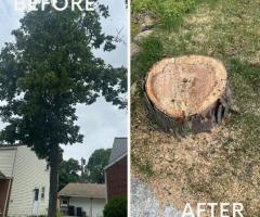 Tree Service Buffalo NY - 1