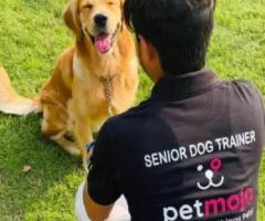 "PetMojo: Your Trusted Source for Expert Pet Care Tips and Advice - 1