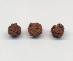 2 Mukhi Rudraksha