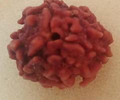 3 Mukhi Rudraksha - 1