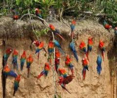 Explore the Wonders of Collpa Chuncho Macaw Clay Lick Tours - 1