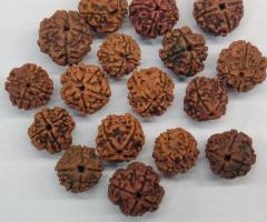 4 Mukhi Rudraksha