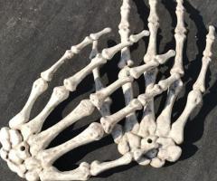 The Best Ways to Care for Your Real Skeleton Hand Bones