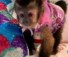 Tamed Pair Of Capuchin Monkeys For Adoption - 1