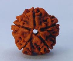 5 Mukhi Rudraksha