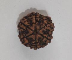 6 Mukhi Rudraksha - 1