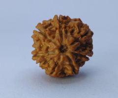 7 Mukhi Rudraksha