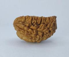 Original 1 mukhi Indian Rudraksha with lab certificate Origin Indian. - 1