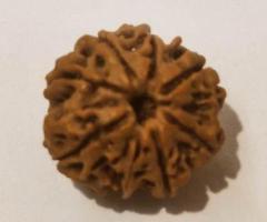 8 Mukhi Rudraksha - 1