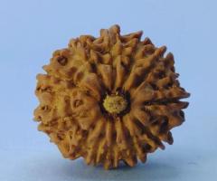 9 Mukhi Rudraksha