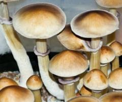 Mushroom Spores for Sale Online | Mushroom Spore Store