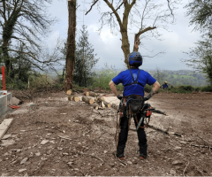 Best tree surgeons Macroom | Heritage Tree Care Ltd