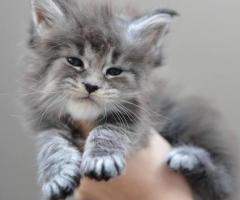 Maine Coon kittens for sale