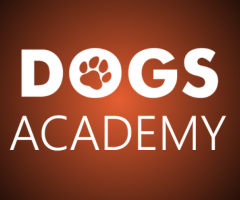 Dogs Academy