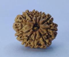 10 Mukhi Rudraksha