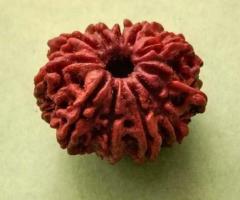 11 Mukhi Rudraksha - 1