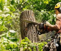 Tree stump removal in Toronto