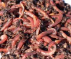 Premium Live Worms for Fishing Bait at DougsBugz com - 1