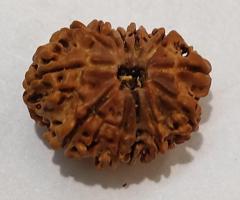 12 Mukhi Rudraksha