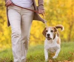 Exceptional Dog Walking Services in Haslemere – Trusted Care for Your Beloved Pet!