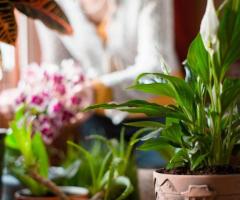 Best Nurseries in West LA | UrbanJunglePlantsandPottery