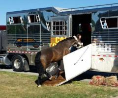 Professional Horse Shipping Companies | Safe & Reliable Transport