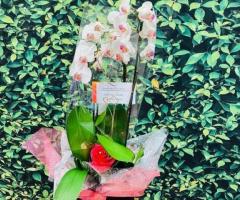 Buy Orchid Plants Online | Donyas Florals - Premium Quality