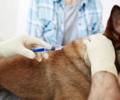 Best Veterinary Injection Manufacturers In India