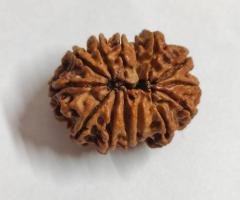 14 Mukhi Rudraksha