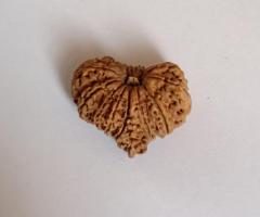 15 Mukhi Rudraksha