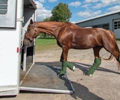 Affordable Horse Transportation in California