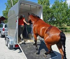 Best Horse Shipping in California: Safe & Stress-Free Moves