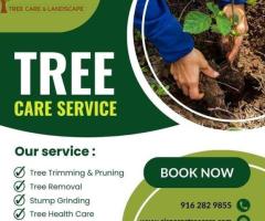 Expert Tree Emergency Services in Sacramento | Cisneros Tree Care