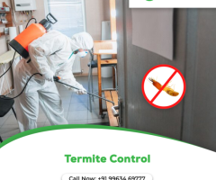 Termite Control Services in Hyderabad