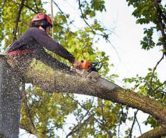 Calgary Emergency Tree Services- Evergreen Ltd