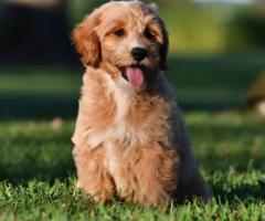 Best Goldendoodle Puppies in Indiana