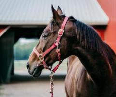 Specialized Equine Transportation | Rocking Y Ranch