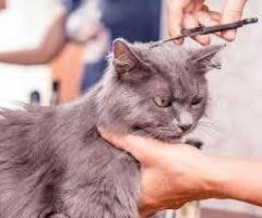 Cat grooming at home