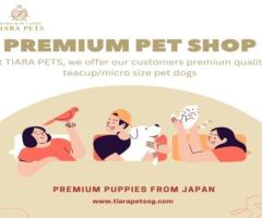 Teacup Maltipoo Puppies for Sale in Bangalore