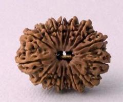 16 Mukhi Rudraksha