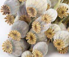 buy dried poppy pods online