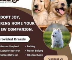 Best Puppies for Sale Near Me