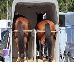 Affordable & Reliable Horse Transportation in California | Rocking Y Ranch - 1