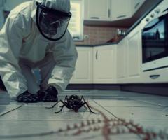 Termicide Provides Expert Termite Control Services in Gold Coast